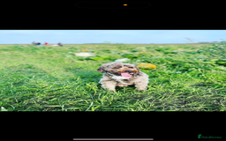 Cockapoo dogs for sale: Mother and daughter looking for new home  - Advert 2