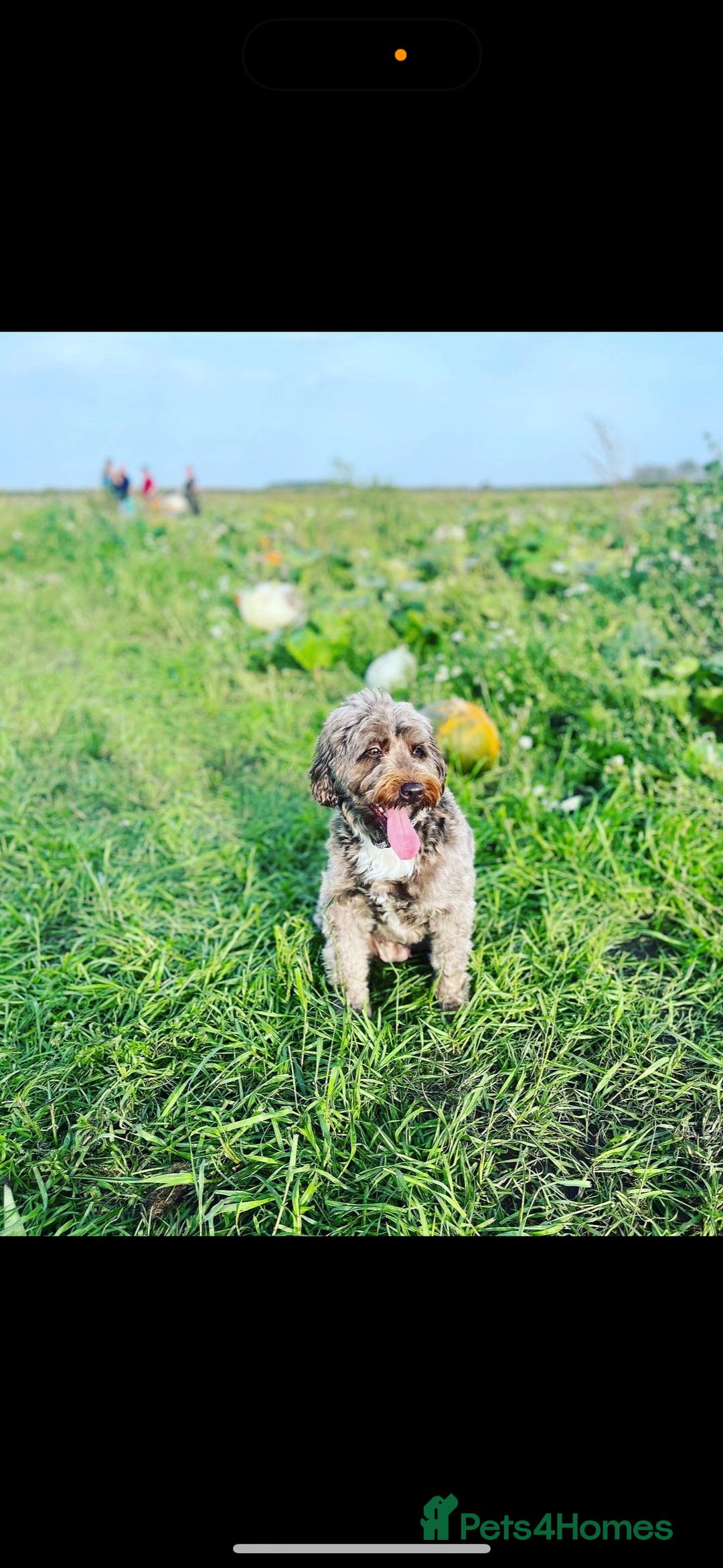Cockapoo dogs for sale: Mother and daughter looking for new home  - Advert 2