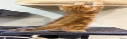 British Shorthair cats for sale: British shorthair chocolate golden Kitens TICA - Advert 14