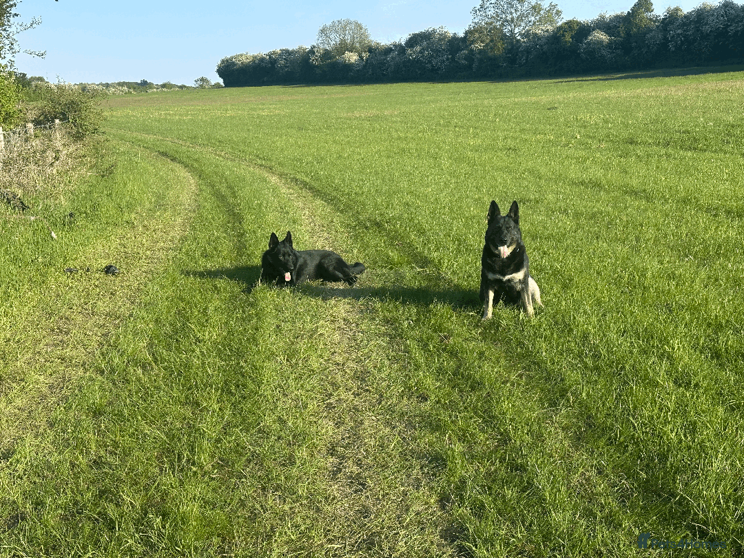 German Shepherd dogs for sale: FIVE EXCLUSIVE GSD PUPS, HOME RARED AND BRED. - Advert 21