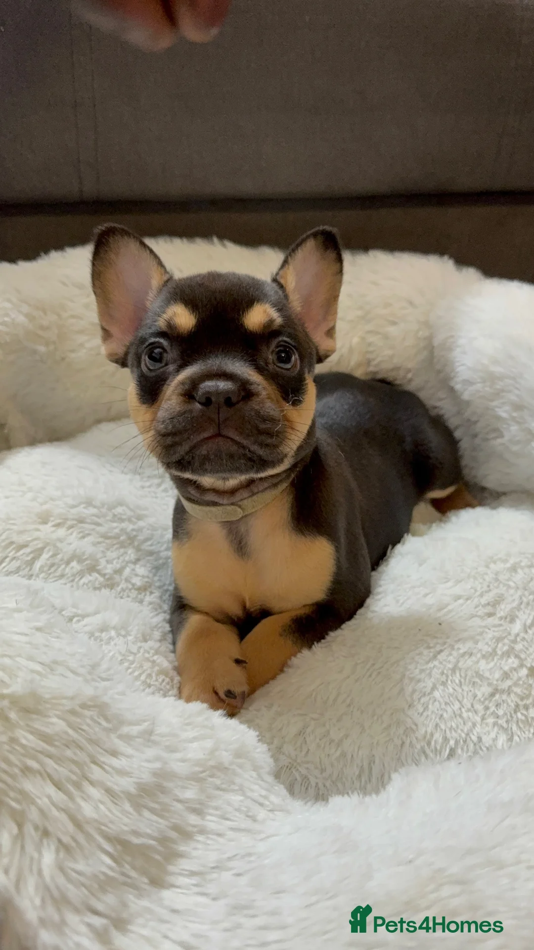 French Bulldog dogs for sale: Frenchies in Chocolate & Tan and Rojo - Advert 13