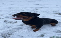 Rottweiler dogs for stud: Rottweiler Stud  in Dunstable - Image 6