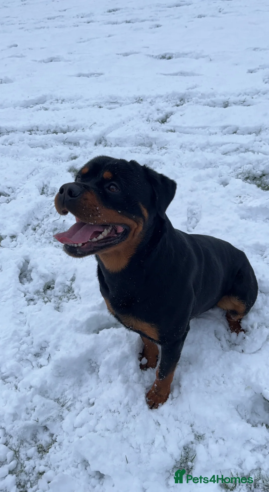 Rottweiler dogs for stud: Rottweiler Stud  in Dunstable - Advert 6
