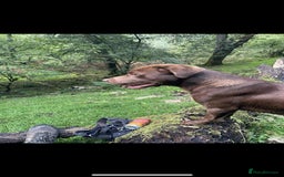 Labrador Retriever dogs for sale: 3 year old male chocolate labrador  - Image 2