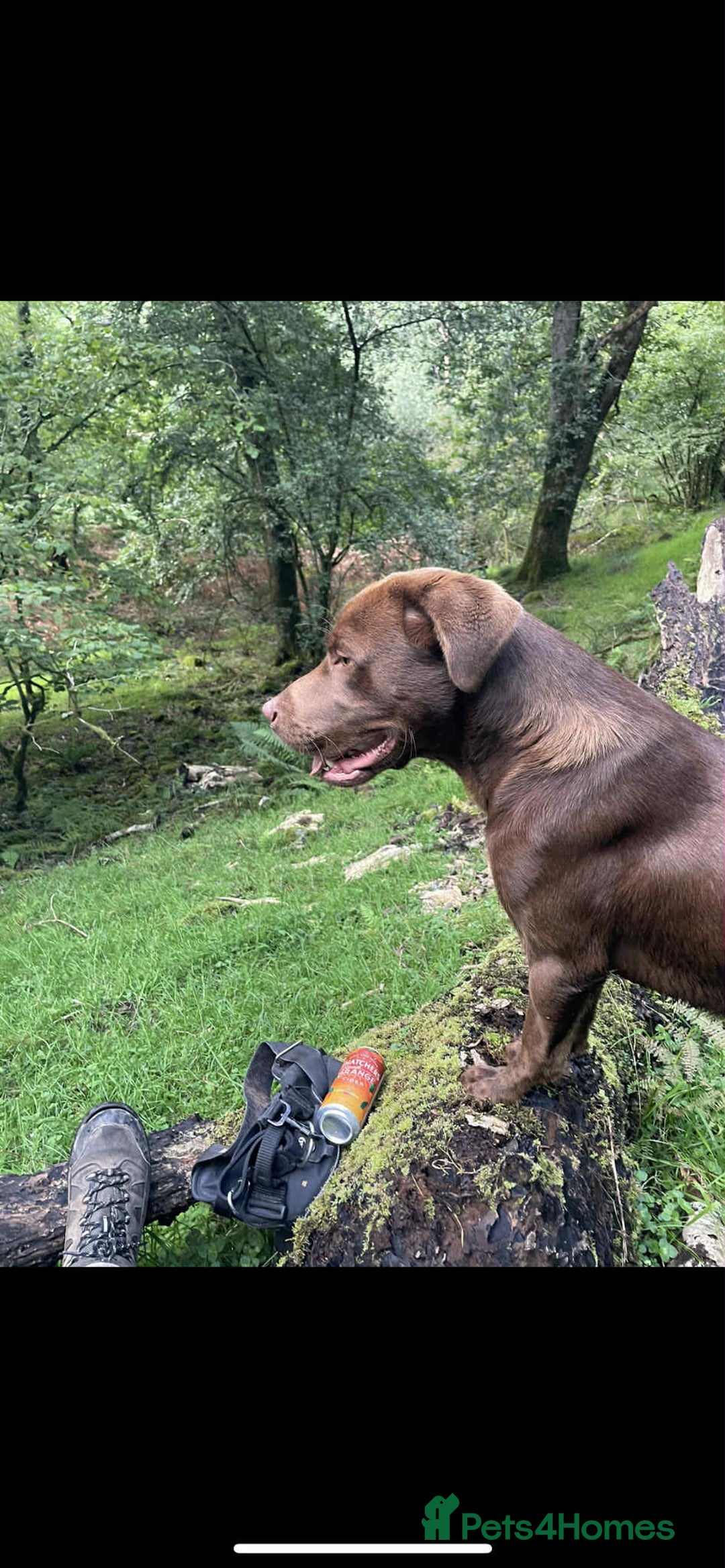 Labrador Retriever dogs for sale: 3 year old male chocolate labrador  - Image 2