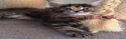 Maine Coon cats for sale: GCCF PEDIGREE MAINECOON KITTENS - Advert 23