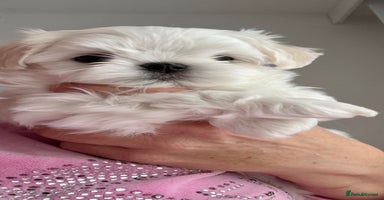 Maltese dogs - Advert 14