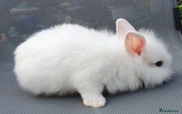 Mini Lop rabbits for sale: Friendly baby rabbits available to loving homes - Image 17