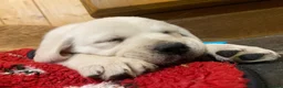 Goldador dogs for sale: Extensively Health tested, Chunky, Great with kids - Advert 3