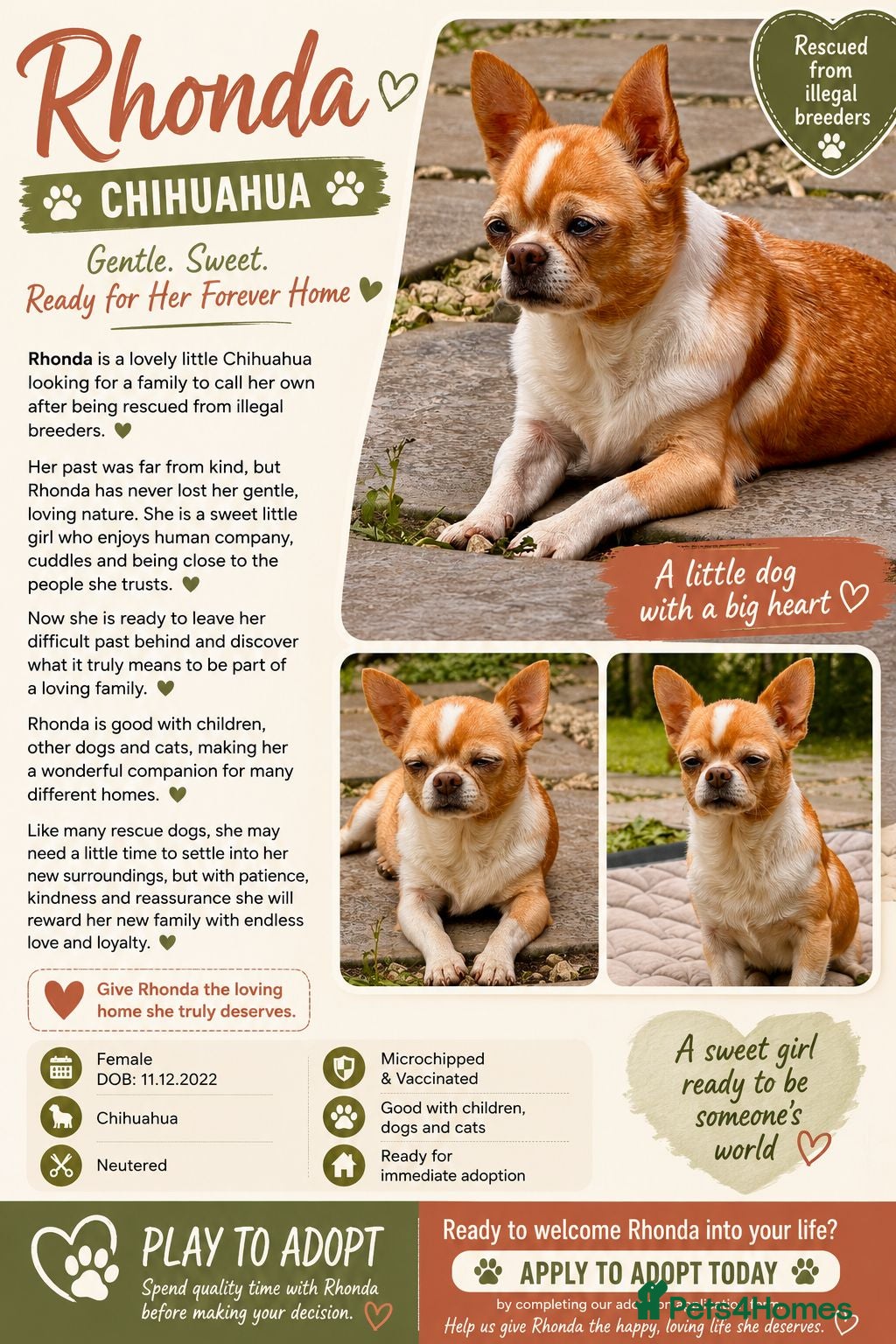 Chihuahua dogs RHONDA – Chihuahua - Advert 2