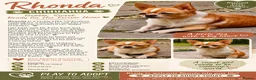 Chihuahua dogs for adoption: RHONDA – Chihuahua - Advert 2