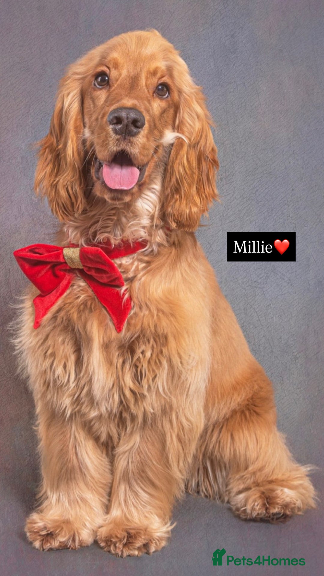 Cocker Spaniel dogs for sale: Waiting list now open🌟Villaspaniol lines - KC REG - Advert 9