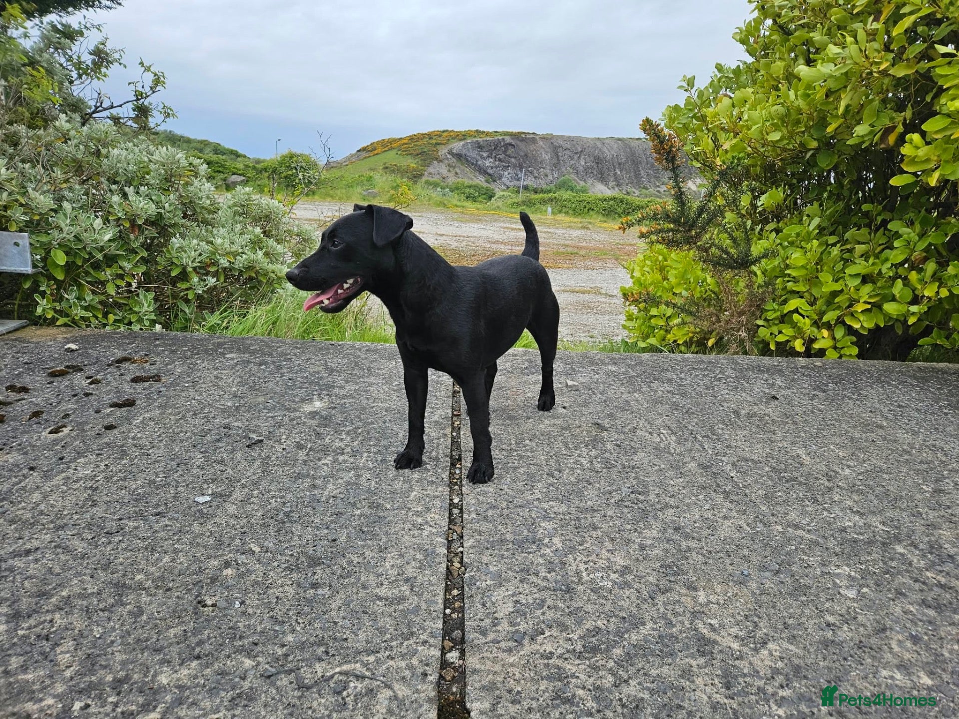 Patterdale Terrier dogs Patterdale for Stud - Advert 1