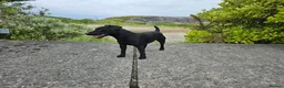 Patterdale Terrier dogs for stud: Patterdale for Stud in Barrow-in-Furness - Advert 1