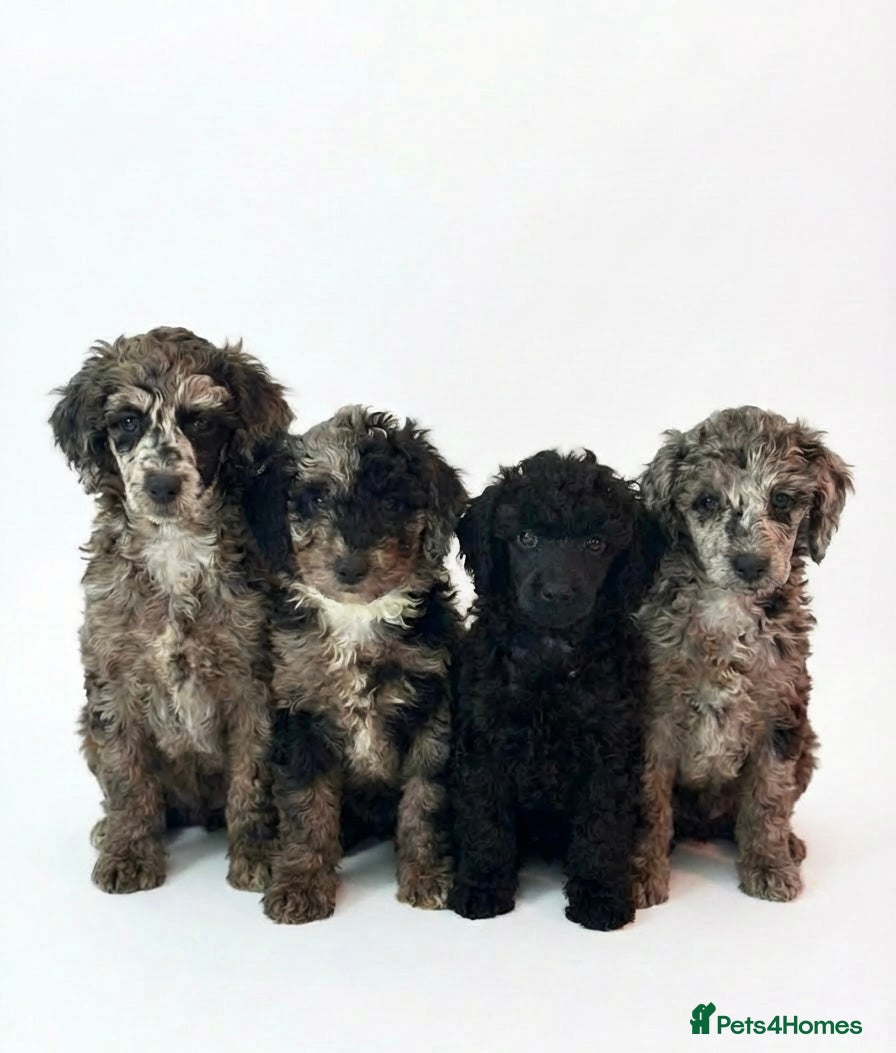 Miniature Poodle dogs Beautiful health tested miniature poodles  - Advert 16