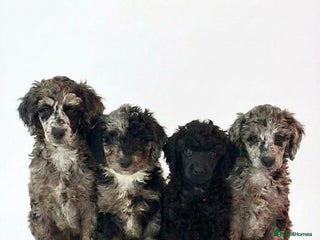 Miniature Poodle dogs Beautiful health tested miniature poodles - Advert 16