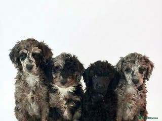 Miniature Poodle dogs Beautiful health tested miniature poodles - Advert 18