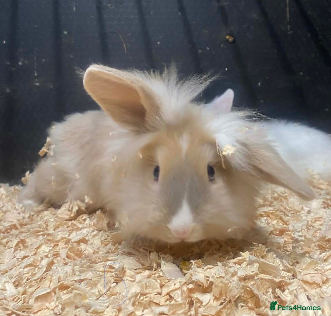 Mixed Breed rabbits lion head cross lop rabbits -fully vaccinated! - Advert 15