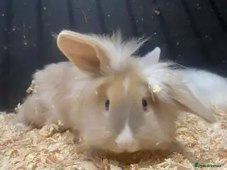 Mixed Breed rabbits lion head cross lop rabbits -fully vaccinated! - Advert 15