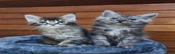 Maine Coon cats for sale: Pedigree Maine Coon Kittens for sale  - Advert 34