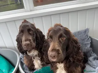 Cocker Spaniel dogs pair of stunning working cocker spaniels - Advert 1
