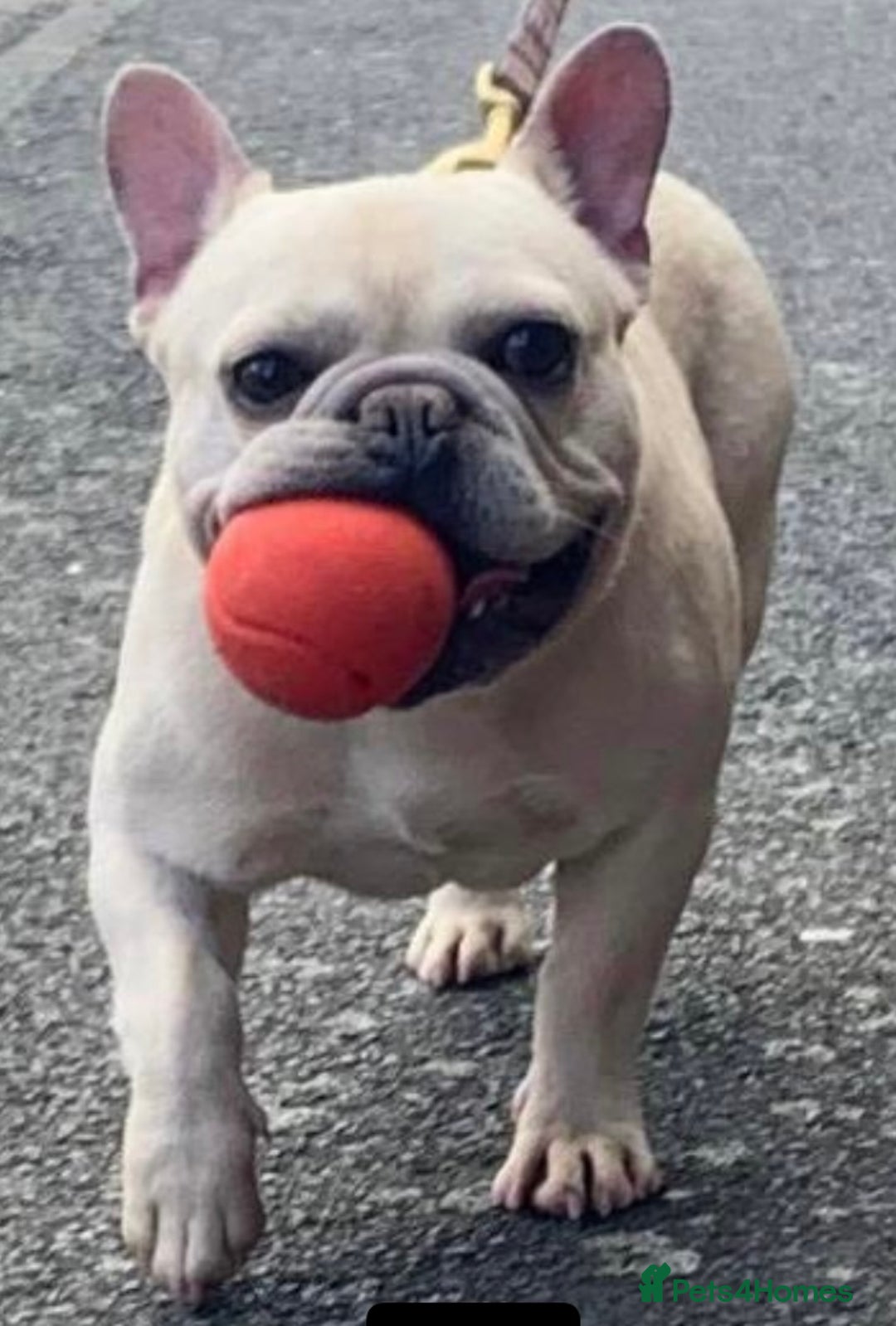 French Bulldog dogs for sale: KC REGISTERED QUALITY FRENCH BULLDOG PUPPIES  - Advert 19