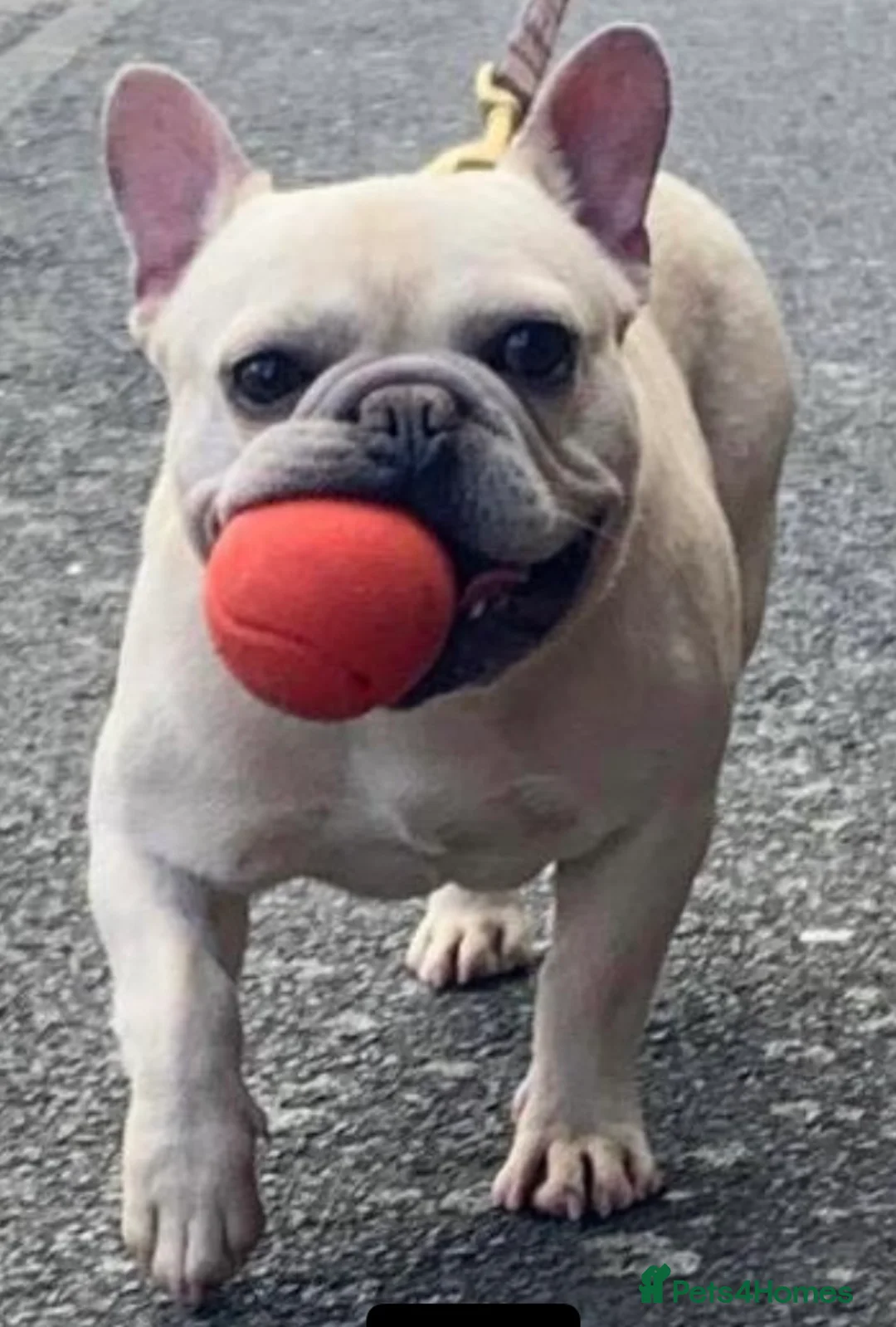 French Bulldog dogs for sale: KC REGISTERED QUALITY FRENCH BULLDOG PUPPIES  - Advert 19