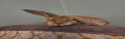 Mini Lop rabbits for sale: Mini lop rabbits ready now - Advert 9