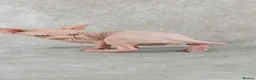 Sphynx cats for sale: Exceptional Sphynx Kittens – Best Pedigree.  - Advert 22