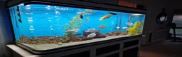 Cichlids fish for sale: Full Large Fish Tank Set Up - Advert 6