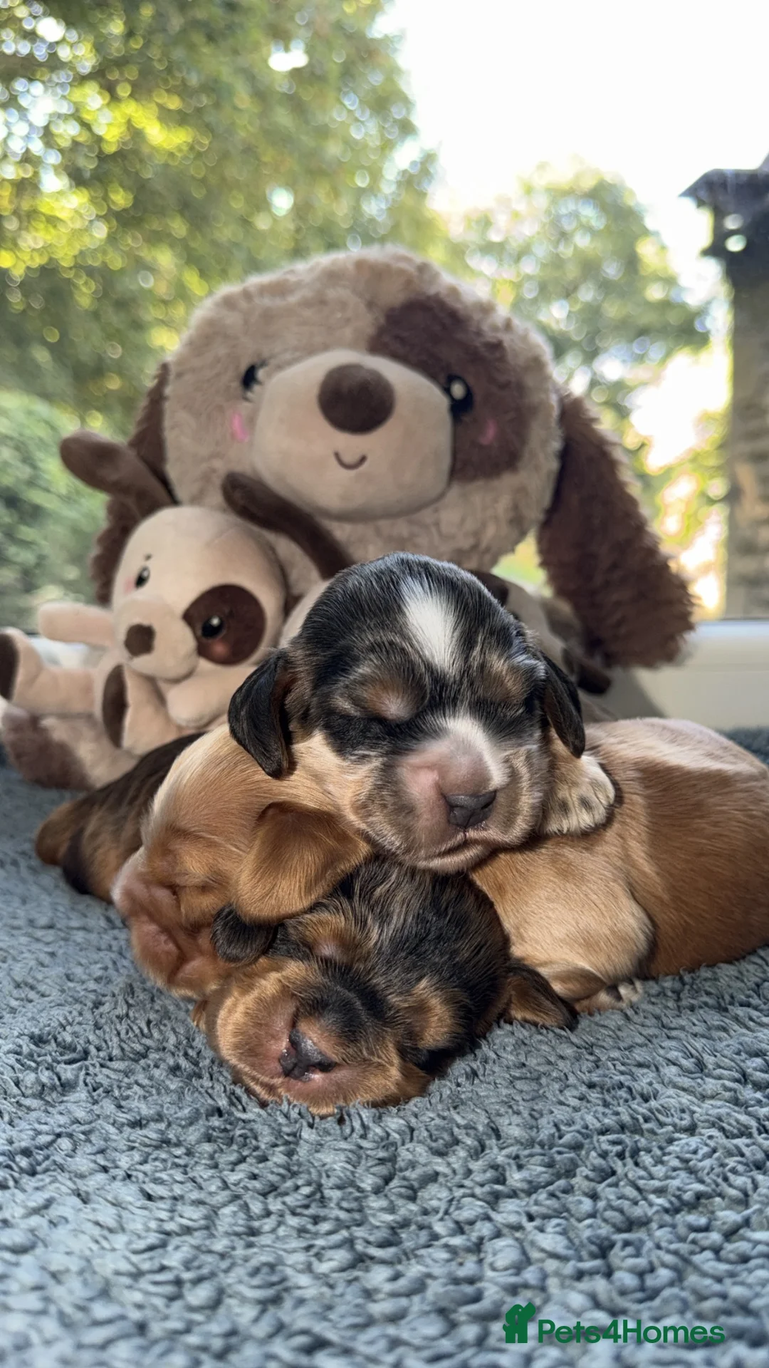 Cocker Spaniel dogs for sale: KC REG COCKER SPANIEL SHOW TYPE  - Advert 2