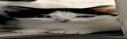 Mixed Breed cats for sale: Last little boy - Advert 2