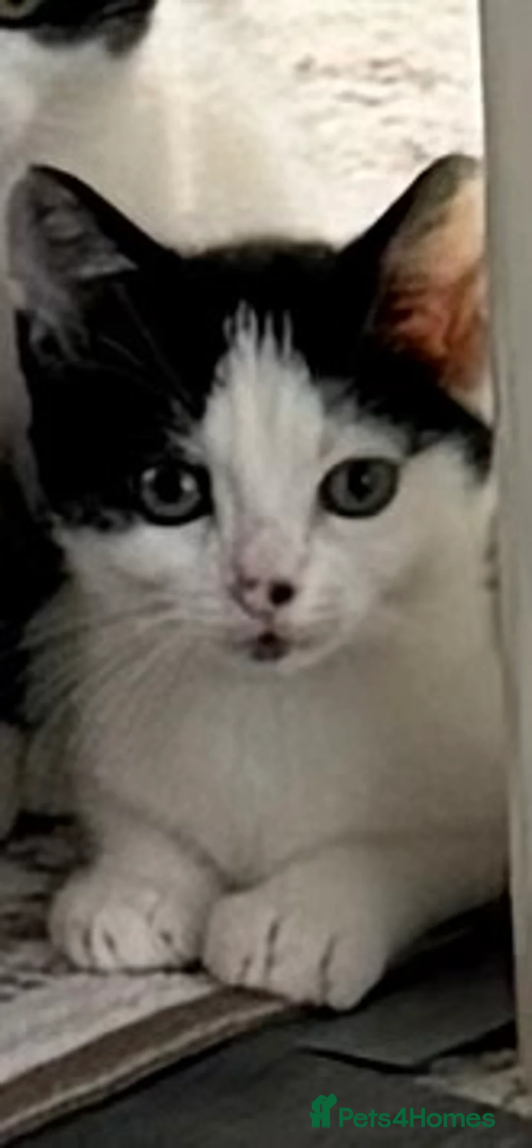 Mixed Breed cats for sale: Last little boy - Advert 2