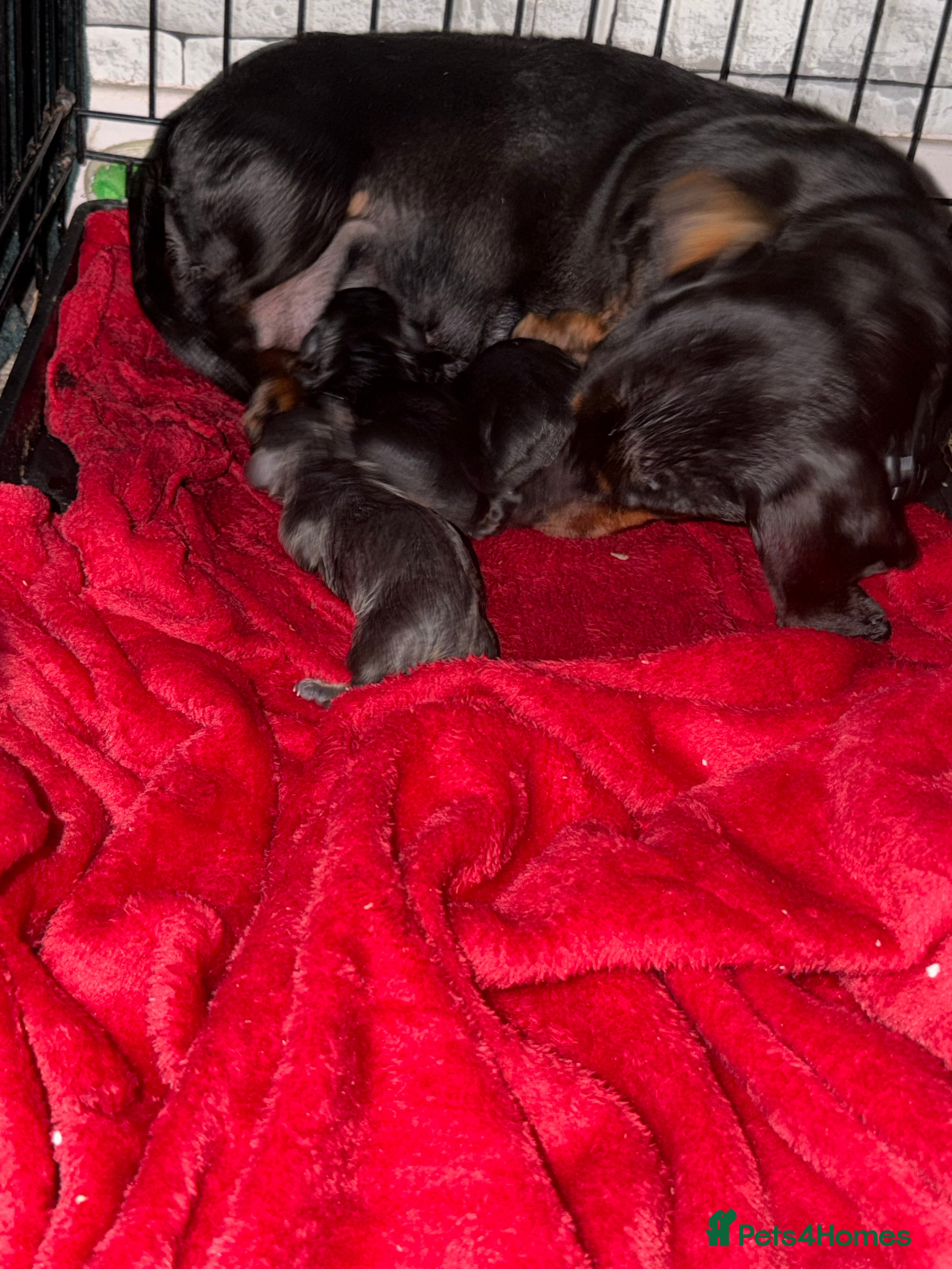 Dachshund dogs Beautiful dachshund puppies  - Advert 1