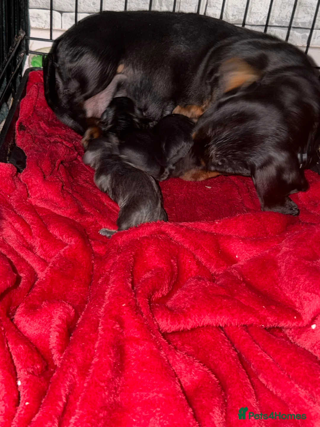 Dachshund dogs for sale: Beautiful dachshund puppies  - Advert 1