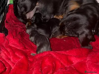 Dachshund dogs Beautiful dachshund puppies - Advert 1