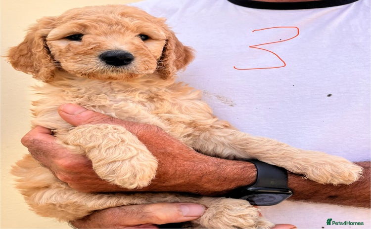 Goldendoodle dogs - Advert 4