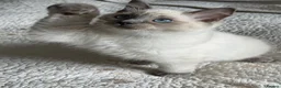 Ragdoll cats for sale: First litter  - Advert 18