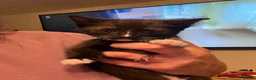 Mixed Breed cats for sale: 1 Female Kitten ready for her new home  - Advert 1