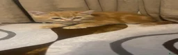 British Shorthair cats for sale: 4 BRITISH SHORT HAIR FOR SALE - Advert 6