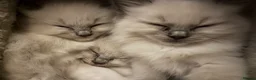 Ragdoll cats for sale: Blue Tortie Point Mitted Ragdoll Kittens in Haddington - Advert 12
