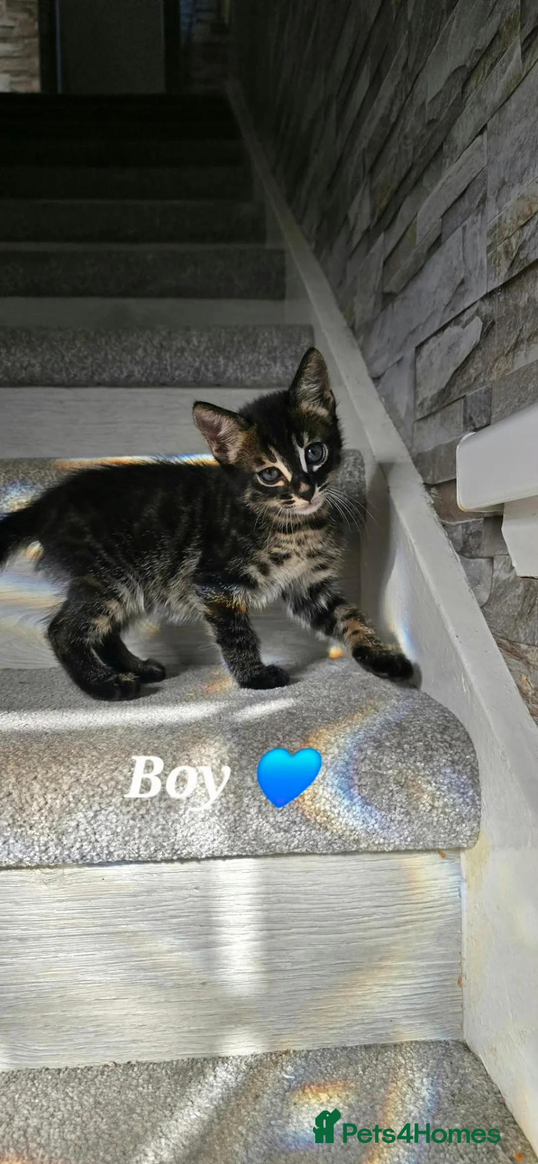 Mixed Breed cats for sale: Playful & Loving Bengal Cross Kittens in Berwick-upon-Tweed - Advert 2