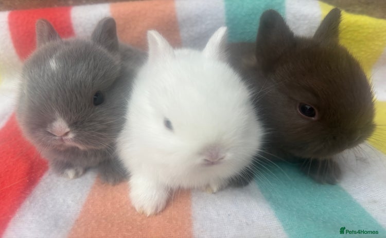 Netherland Dwarf rabbits - Advert 2
