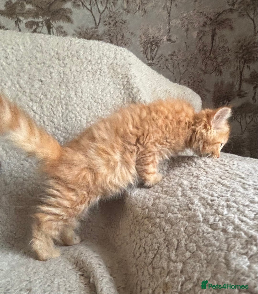 Ragdoll cats for sale: Gorgeous Kittens Available  - Image 8