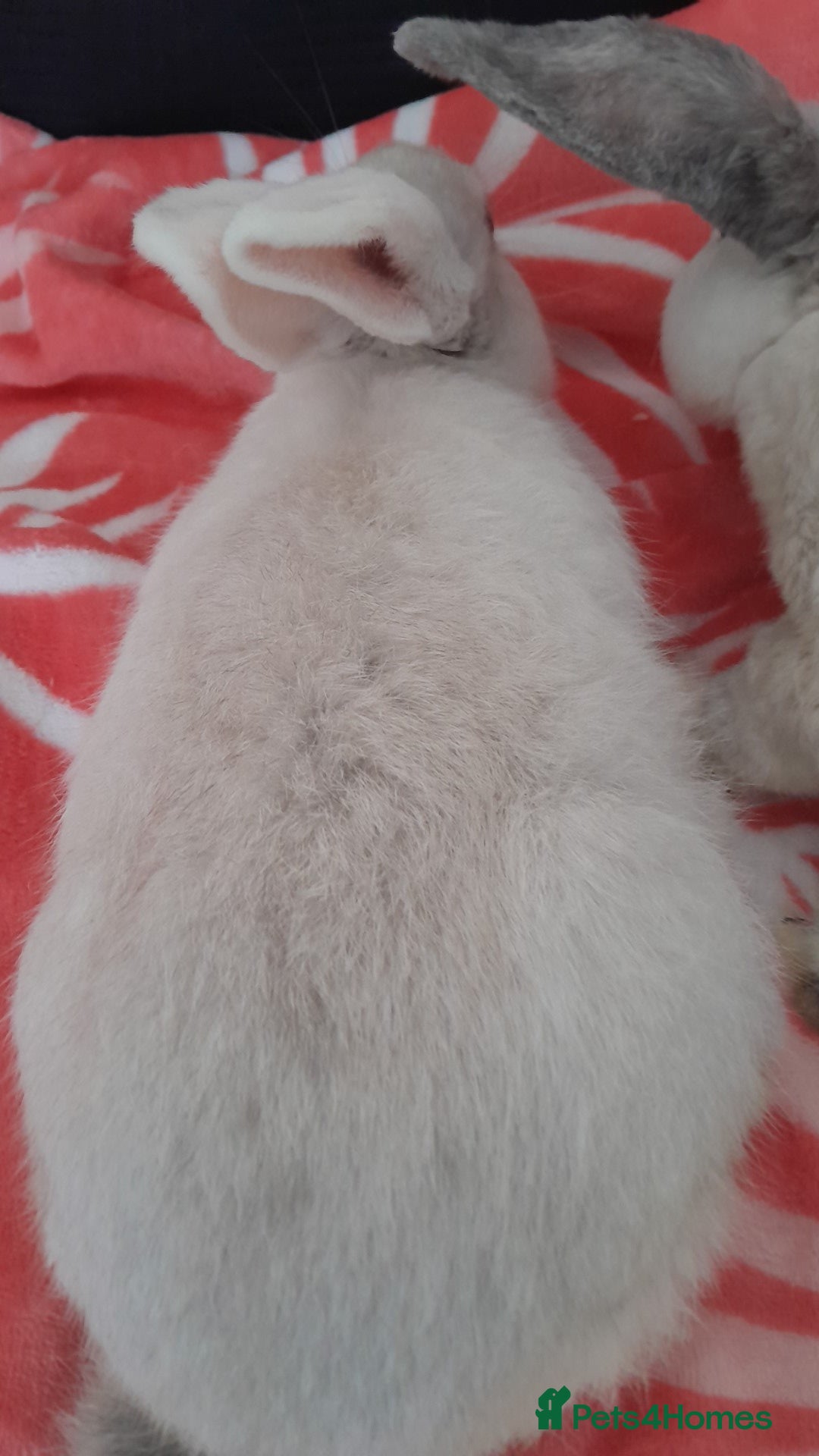 Rex rabbits for sale: Male bunnies - Image 6