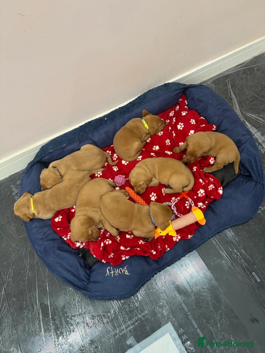Labrador Retriever dogs for sale: 6 stunning fox red Labrador puppies  - Advert 4