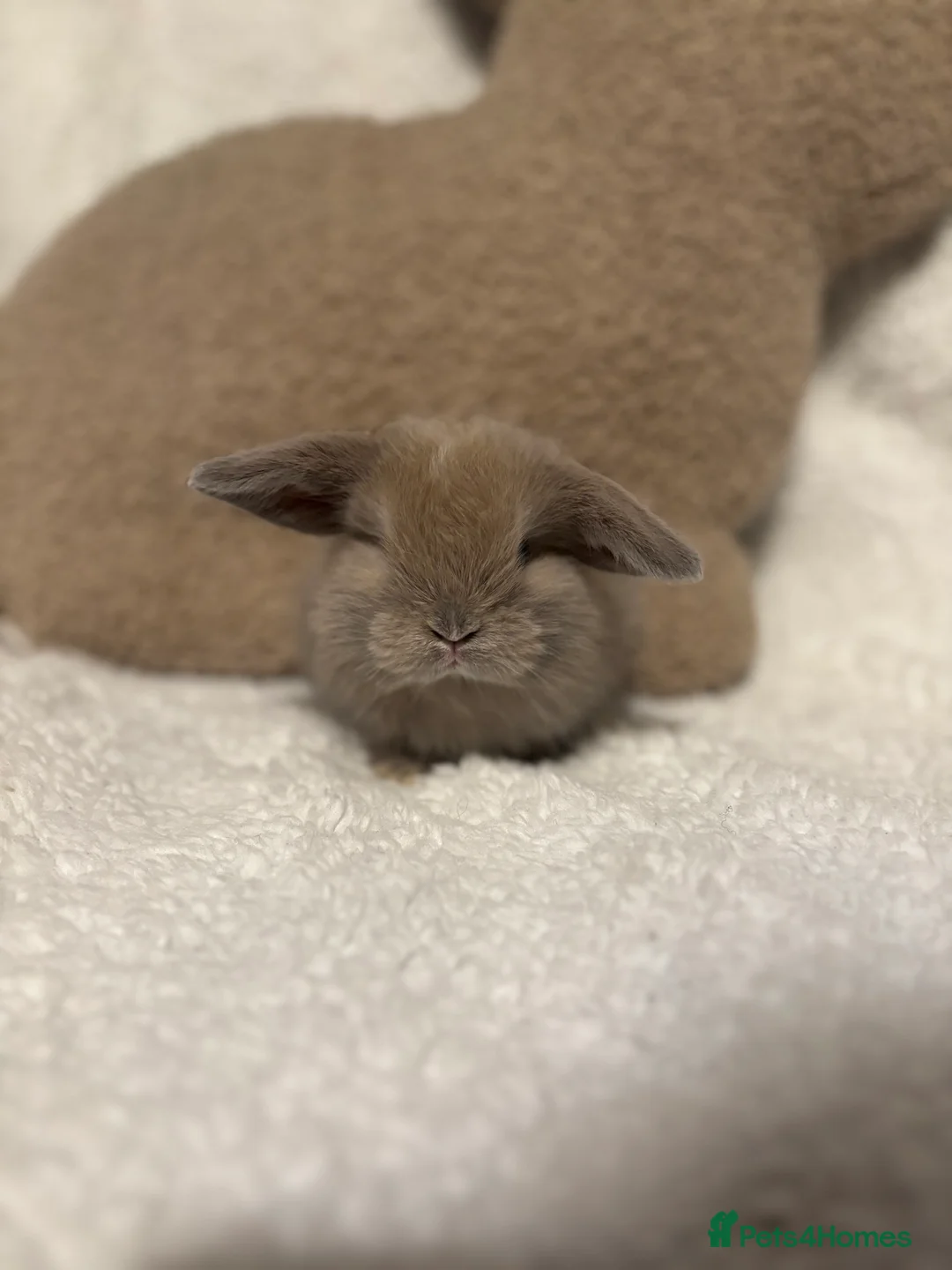 Mini Lop rabbits for sale: Mini lops 🐰 ready to reserve ✨  - Advert 10