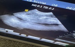 Miniature Poodle dogs for sale: Miniature poodle puppies DUE 8th DEC - Image 6