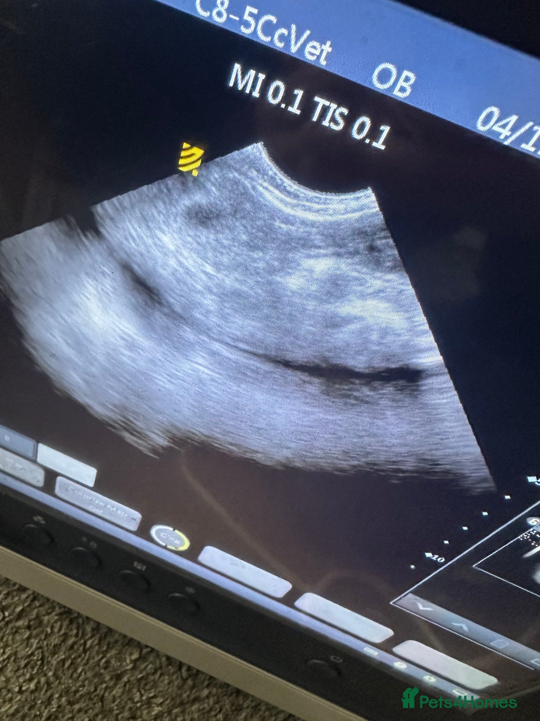 Miniature Poodle dogs for sale: Miniature poodle puppies DUE 8th DEC - Image 6