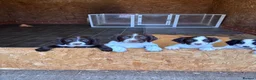 Sprocker dogs for sale: 7 beautiful spaniel puppies for sale in Woking - Advert 12